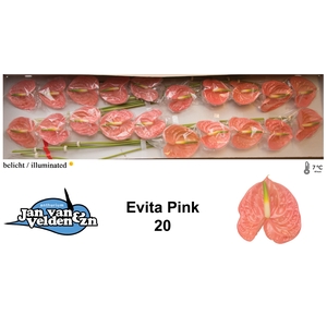 Anthurium Evita Pink