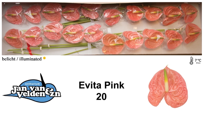 Anthurium Evita Pink