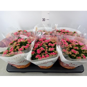 Kalanchoe blos. 'RosDon Nando'