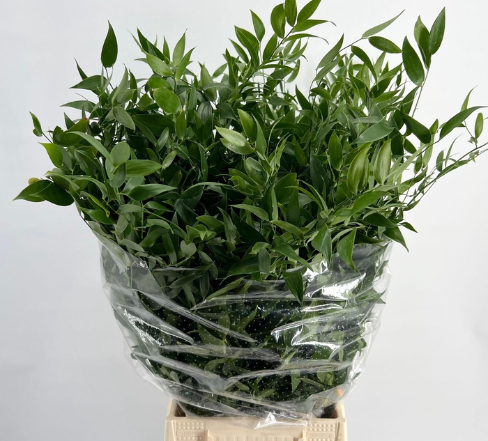Ruscus Italia Medium