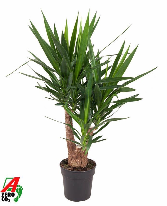 Yucca
