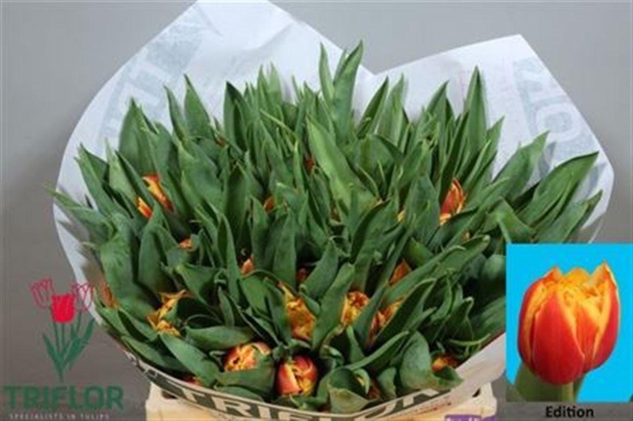 <h4>Tu Du Edition</h4>