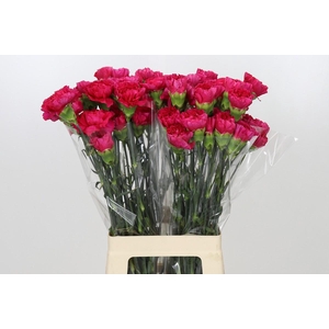 Dianthus St Zepellin