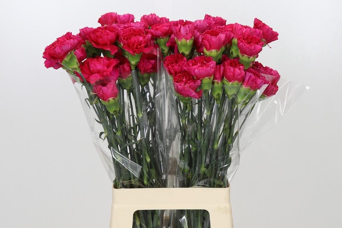 <h4>Dianthus St Zepellin</h4>