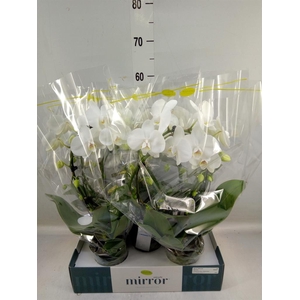 Phalaenopsis   ...white