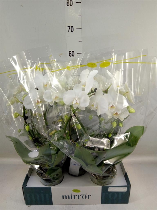 <h4>Phalaenopsis ...white</h4>
