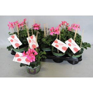 Pelargonium Calliope cascade Rose