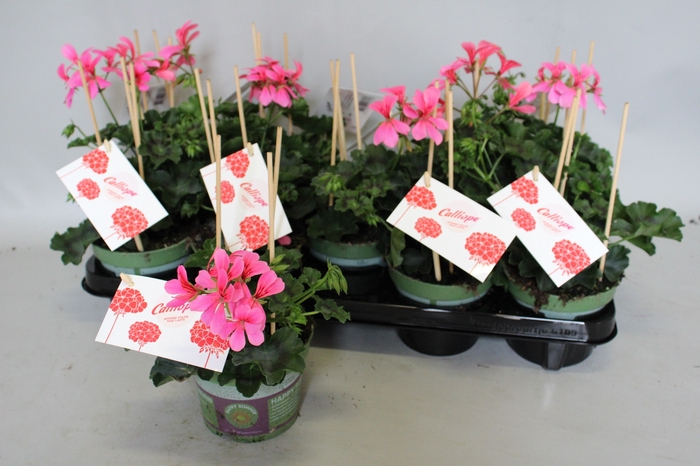 <h4>Pelargonium Calliope cascade Rose</h4>