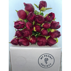 Paeonia Old Faithful
