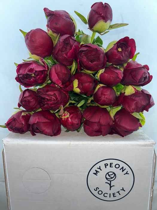 <h4>Paeonia Old Faithful</h4>
