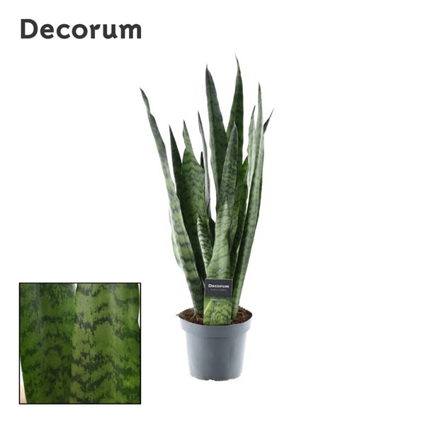 <h4>Sansevieria Zeylanica</h4>