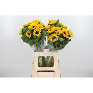 Helian An Orange Fir