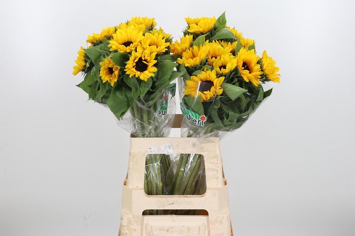 <h4>Helian An Orange Fir</h4>