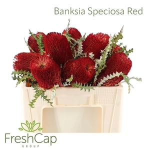 Banksia Speciosa Red