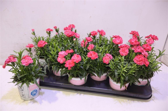 <h4>Dian Code Salmon</h4>