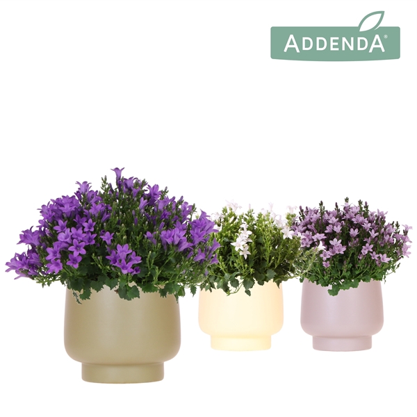 <h4>Campanula Addenda Ambella mix in Scandic pot green mix</h4>