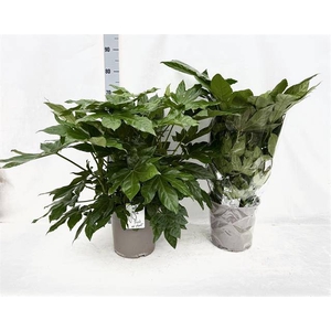 Fatsia japonica 24Ø 75cm