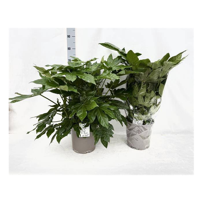 <h4>Fatsia japonica 24Ø 75cm</h4>