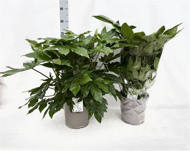 Fatsia japonica 24Ø 75cm