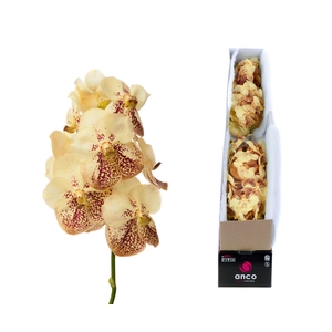 Vanda Yellow Henna X5