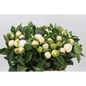 Paeonia Bridal Shower