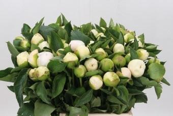 <h4>Paeonia Bridal Shower</h4>