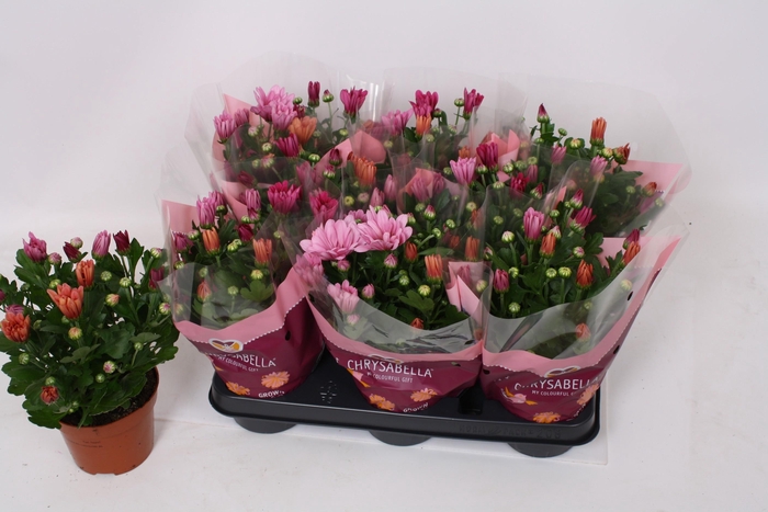 <h4>CHRYS GEM IN POT</h4>