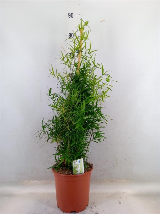 <h4>Asparagus falcatus</h4>