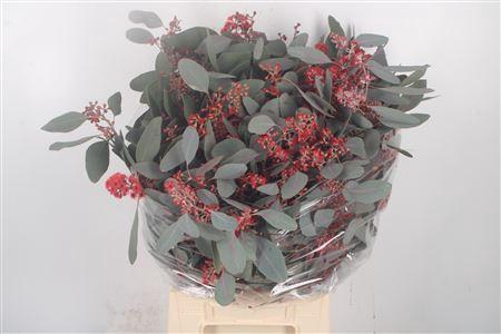 <h4>Euca Populus Berry V Red Flower</h4>