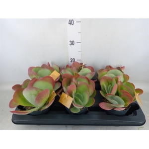 Kalanchoe NF thyrsiflora