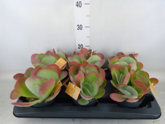<h4>Kalanchoe NF thyrsiflora</h4>