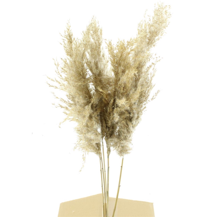 <h4>Corta Dried Naturel</h4>