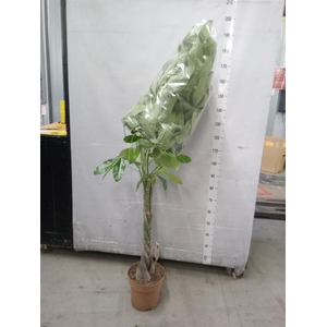 Pachira aquatica