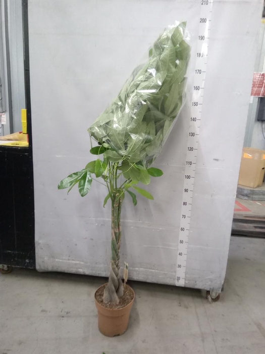<h4>Pachira aquatica</h4>