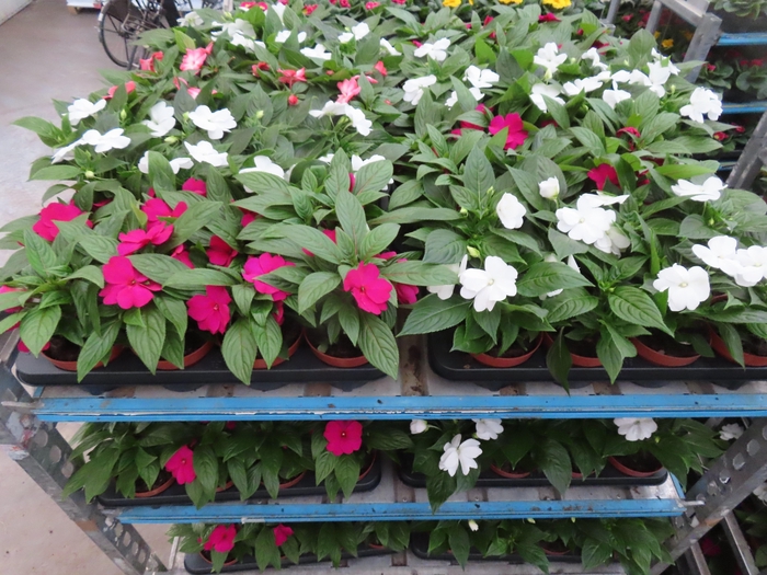 <h4>IMPAT NG MIXK 4 KL</h4>