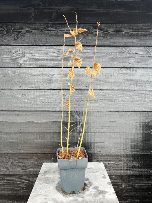 <h4>Carpinus betulus</h4>