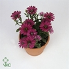 Osteospermum FlowerPower Purple