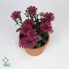 Osteospermum FlowerPower Purple