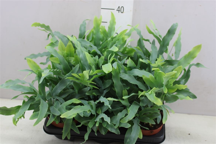 <h4>Phlebodium Aureum Blue Star</h4>