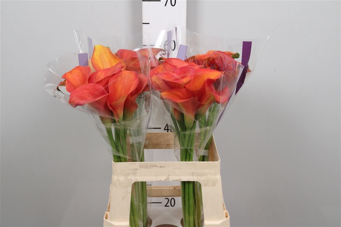 <h4>Zant Orange Pride</h4>