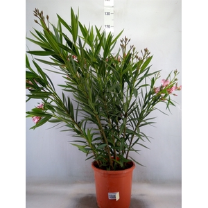 Nerium oleander   ...