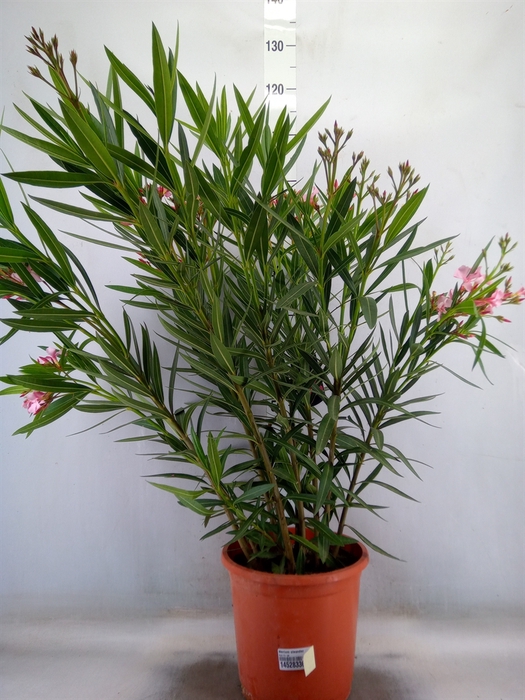 <h4>Nerium oleander   ...</h4>