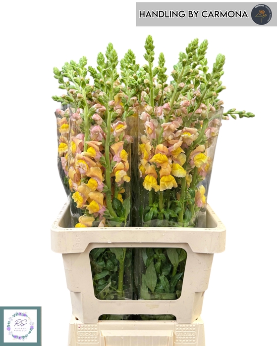 <h4>ANTIR ORLEA L ORANGE</h4>