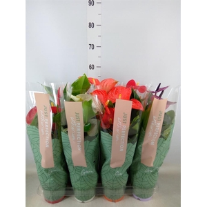 Anthurium   ...mix