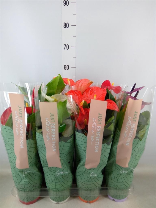 <h4>Anthurium   ...mix</h4>