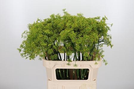 <h4>Anethum Graveolens</h4>