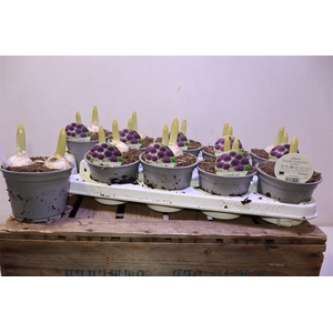 arr8 Allium Purple Sensation