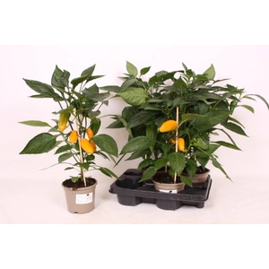 PAPRIKA PLANTEN