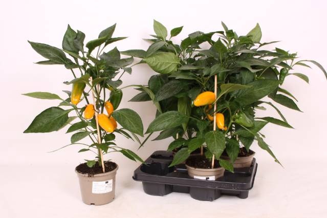 <h4>PAPRIKA PLANTEN</h4>