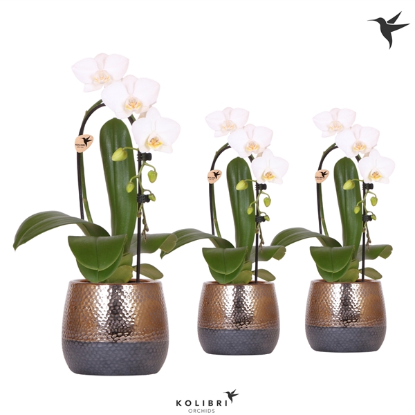 <h4>Kolibri Orchids Niagara fall white 1 spike in Elite pot copper</h4>